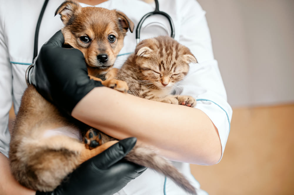 Imagem da notícia: Mutirão de castração PetVida chega ao município 