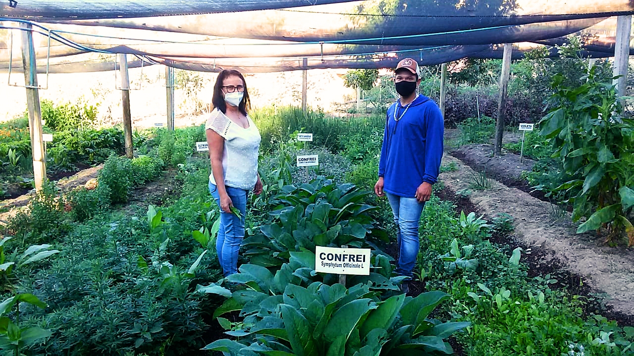 HORTA MUNICIPAL. Mais de 130 especies medicinais cultivadas